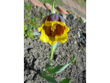 ������ �������������