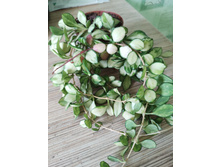 Heuschkeliana variegated.