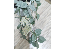 Lacunosa "Eskimo silver"
