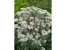 �������� ���������. ���� 60-80�.