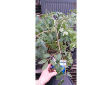 ����� ������ �������