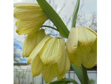 ������ ���������������