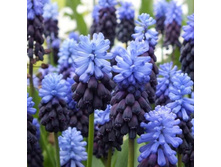 Latifolium (���. � ��. 20) ������� ���� 1,86 ���� �������� 5 ��.jpg