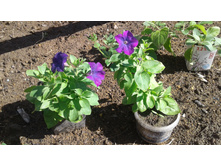 �����. ���������