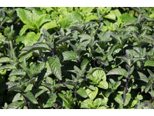 ���� Black Mitcham (�������������). ���� 100 �