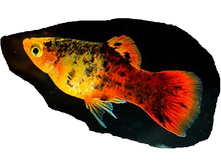 ������� ��������