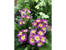 ��������� �������� ����