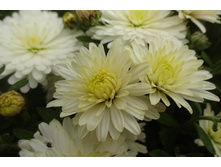 Brandunny white  � ������ ��������