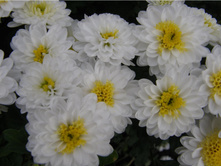 ���� �����.jpg