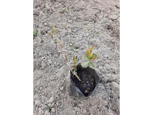 ��������� ���������