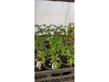 VG3fqjCNL5qg8QT1DGFbUixvzLlT9y7MUbFVBlrWqjd-UEp5jJBBJit2PFkZXY0 bUSXsc2aH3UuS2Iv4mI6spMD.jpg