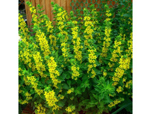 ���������. ���� 50�