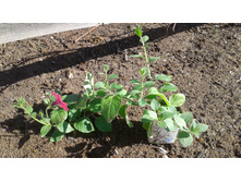 ��� ����