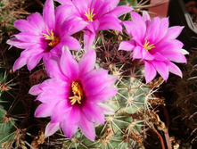 Mammillaria schumannii v. globosa