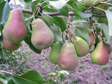 ����� ��������� ��������, �2 ,350 ���