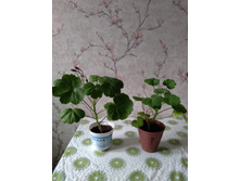 ������. ���� 80 �.