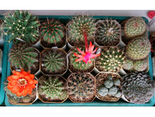 ������ Matucana krahnii � Lobivia dobeana VG-556