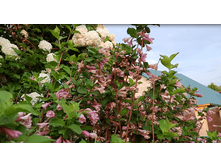 ������� ������