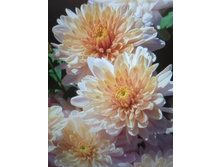 ���� ������� �������� ������-��������