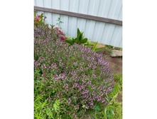 ������ ��������. ���� 50�