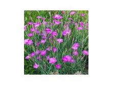 �������� �������� ���� ����� (Shrimp) ����������. ���� �� 1 ����� 50� ����