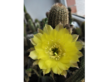 Lobivia haematantha v. densiseta