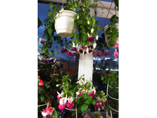 Heri Mochera Promessa.jpg