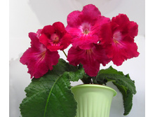 DS-���� ������.jpg