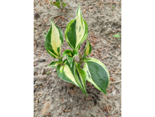 �������� ��������