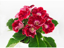 ������� ������.jpg