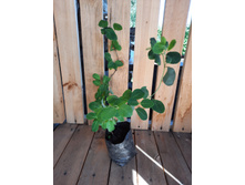 ���������, �������