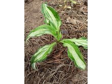 ������ ���