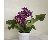 DS-���������� (2).jpg