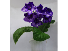 DS-Midnight Poison.jpg