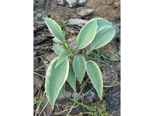 ��� ������