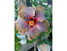 Chris endless passion