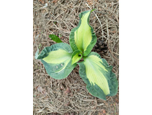 ������ ������