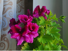 ���� ���������� .