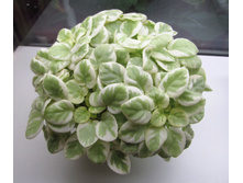 ��-���� �.jpg