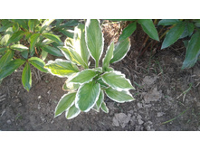 ����� ���������