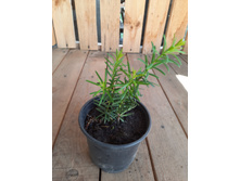 ��� �������