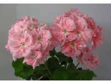 Marbacka Rose �.jpg