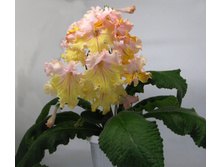 OD-������� �� ������2.jpg