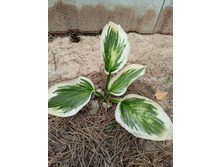 ������ ������