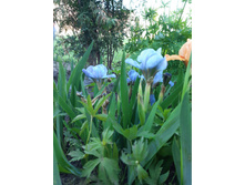 ���� ��������� �������. ���� 120�.