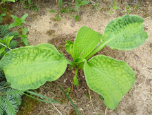 ���� ������