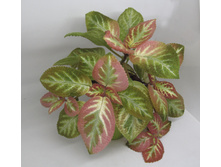 Anpredictable Valley.jpg