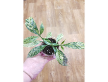 Tabernaemontana pandacaqui variegata.