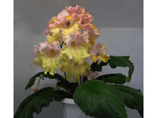 OD-������� �� ������1.jpg