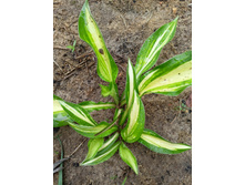 ����� ����